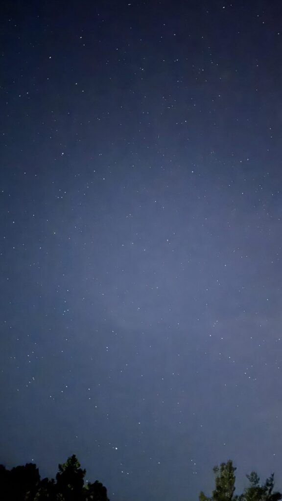 木々の上に広がる星空